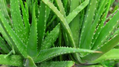 Aloe Vera